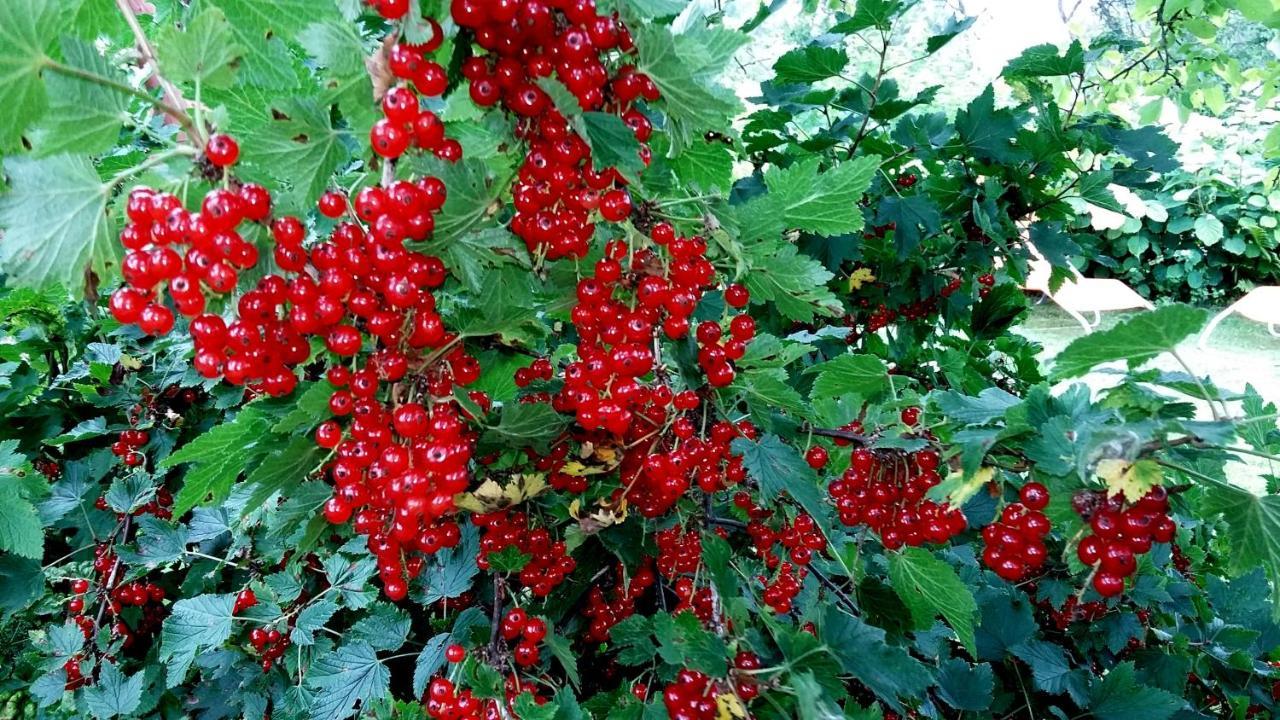 Pie Anninas ξενώνας Krāslava Εξωτερικό φωτογραφία